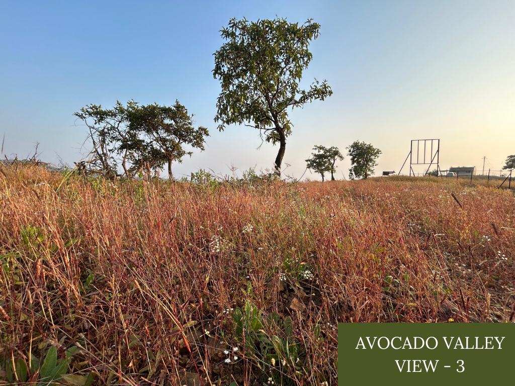 Avocado Valley - Image 3