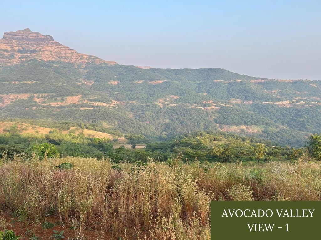 Avocado Valley - Main Image
