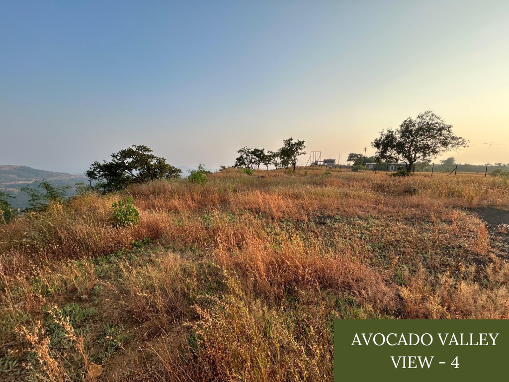 Avocado Valley - Image 4