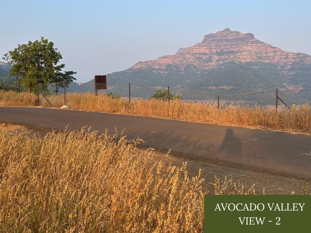 Avocado Valley - Image 2